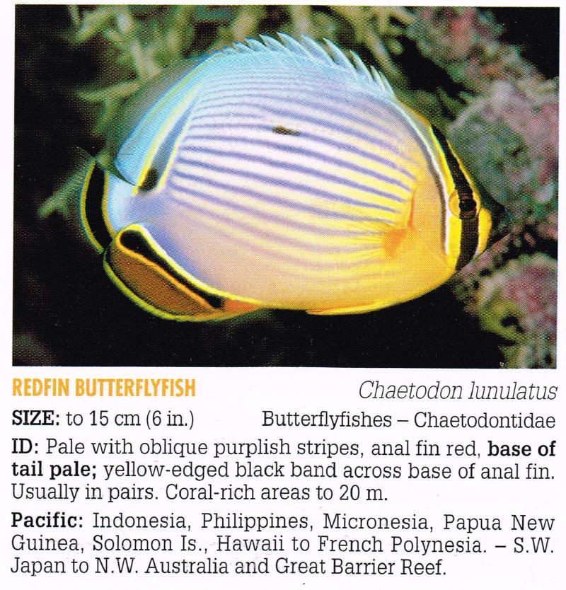 Fish ID example (Chaetodon lunulatus)
