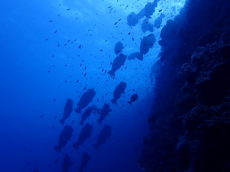 Bougainville reef wall dive
